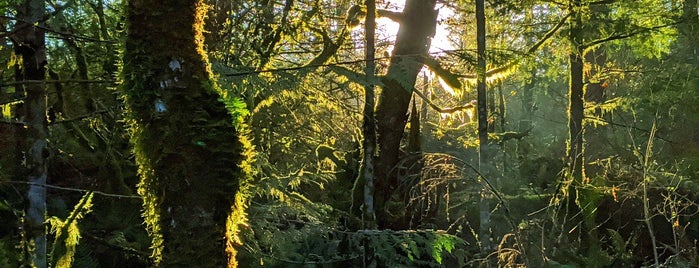 Nolte State Park is one of Washington State Parks covered by Discover Pass.