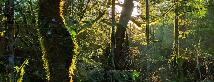 Nolte State Park is one of Seattle’s Swimming Holes.