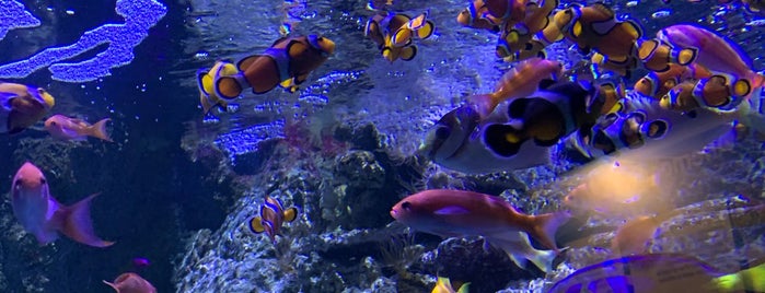 Sea Life is one of The Hague / Den Haag #visitUS #visitNL.