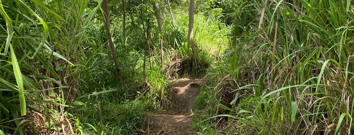 Fern Grotto is one of Kauai.