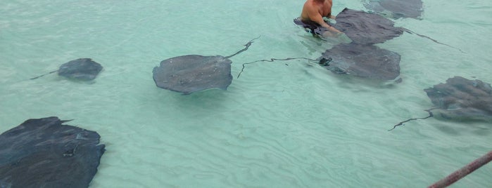 Stingray City is one of Grand Cayman.