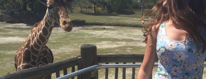 Samburu Giraffe Feeding Station is one of Florida.