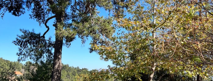 Troodos Botanical Garden is one of Кипр.