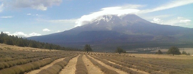 Mt Shasta Lavender Farms is one of Best of my Backyard :).