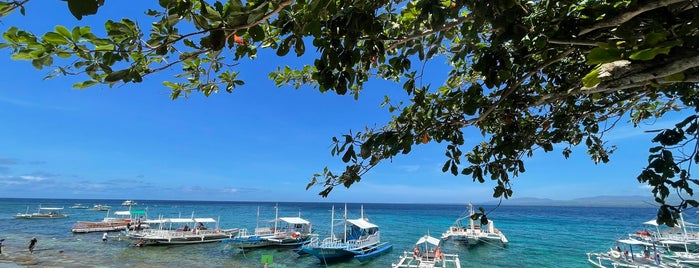 Apo Island is one of Philippines.