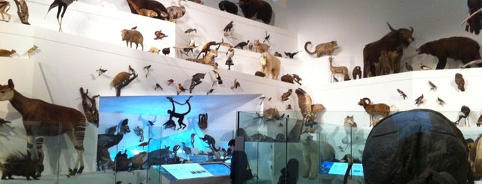 Melbourne Museum is one of Melbourne Adventures!.