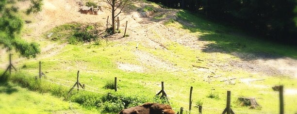 Wildpark Saarbrücken is one of Tempat yang Disukai Florian.