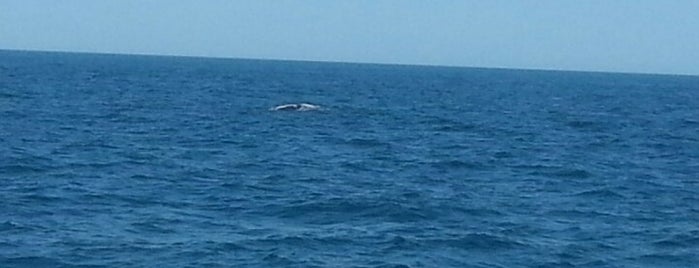 Whale Watching is one of BEST OF: Day Trips.