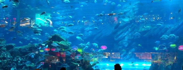 Dubai Aquarium is one of 50 Dubai Places I like (or plan to visit).