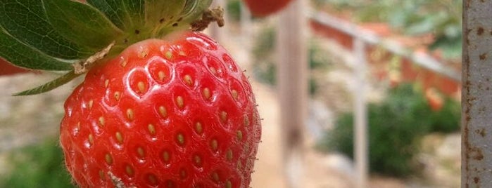 Big Red Strawberry Farm (Agro Tourism Garden) is one of Cameron.