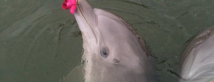 Dolphin Research Center is one of Florida Keys.