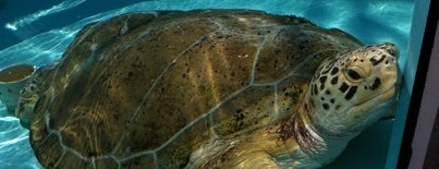 Loggerhead Marinelife Center is one of Jupiter, FL  (A.K.A. Paradise).