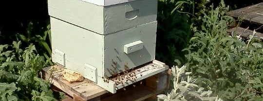 Bee Hives At The Raulston Arb is one of Tempat yang Disukai Arthur.