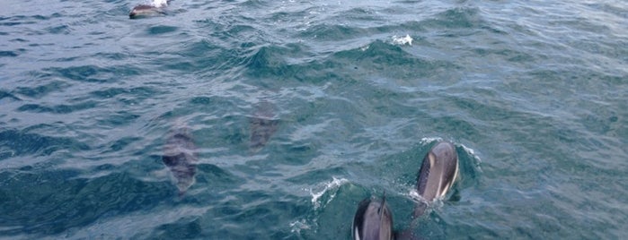 Whale Watch Kaikoura is one of Welly to go.