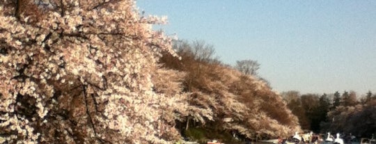 Inokashira Park is one of 東京花見スポット.