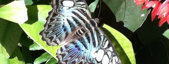 Butterfly Rainforest is one of Ocala and Gainsville.