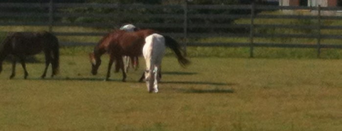 Ocracoke Pony Pasture is one of Arthur'un Beğendiği Mekanlar.