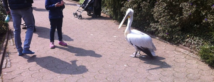 Weltvogelpark Walsrode is one of Posti che sono piaciuti a Dirk.