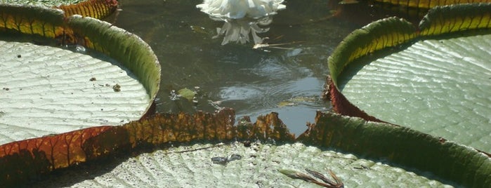 Jardín Botánico de Río de Janeiro is one of Mundo adentro.