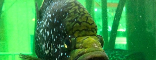 California Academy of Sciences is one of My BEST of the BEST!.
