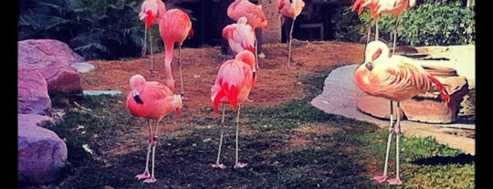 Flamingo Wildlife Habitat is one of Vegas.