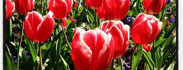 Queen Wilhelmina Tulip Garden is one of Trip to California.