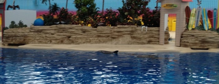 Dolphin Show is one of Brookfield Zoo Spots.
