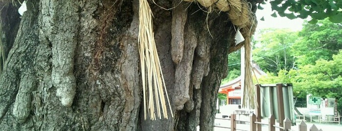 大いちょう is one of 巨木.