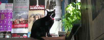 l'Affiche is one of Amsterdam bars with a cat.