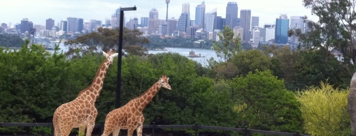 Taronga Zoo is one of Top 10 places in Sydney, Australia.