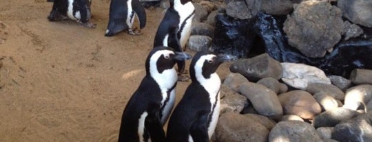 Penguins at The Hyatt is one of Locais salvos de Jim.