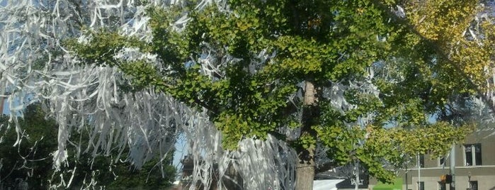 Poisoned Toomer's Corner Tree is one of places.