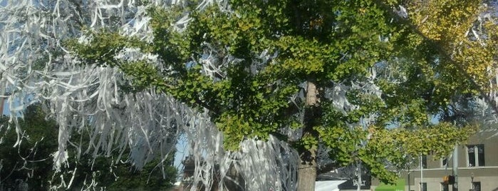 Poisoned Toomer's Corner Tree is one of WTF?.