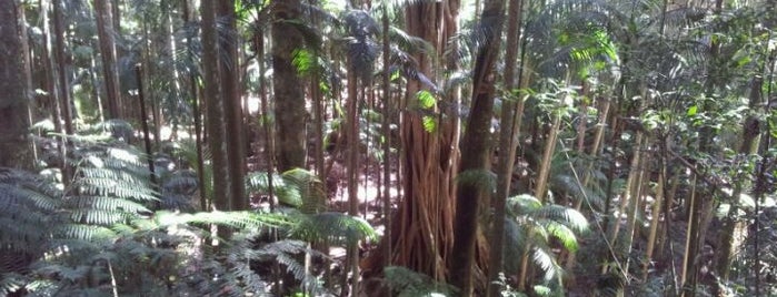 Tamborine National Park is one of Places to visit in Brisbane, QLD area.