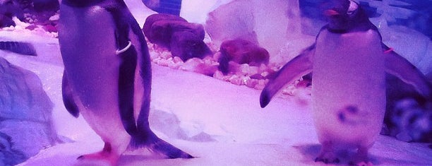 Sea Life London Aquarium is one of Venues In #Landlordgame.