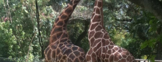 Audubon Zoo is one of Best Places to Check out in United States Pt 2.