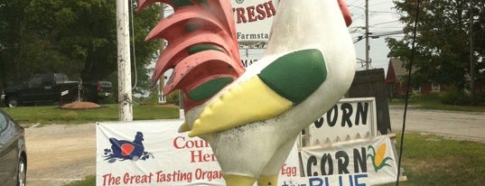 The Country Trail's Giant Chicken is one of Good Things in MA.