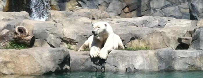 Brookfield Zoo is one of My Bucket List.