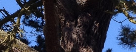 Baby Owl Tree @ the Bison Paddock is one of สถานที่ที่ Scott ถูกใจ.