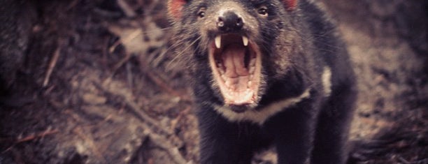 Tasmanian Devil Conservation Park is one of Tasmania 2014.