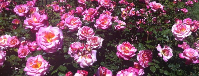 San Jose Municipal Rose Garden is one of SF Bay area.