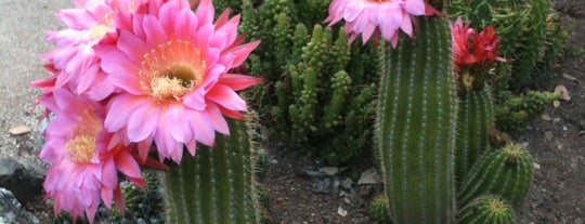 Arizona Cactus Garden is one of Top photography sites in Stanford, CA.