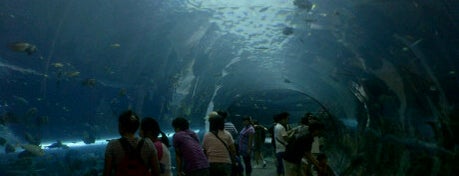 Chiangmai Zoo Aquarium is one of Guide to the best spots Chiang Mai|เที่ยวเชียงใหม่.