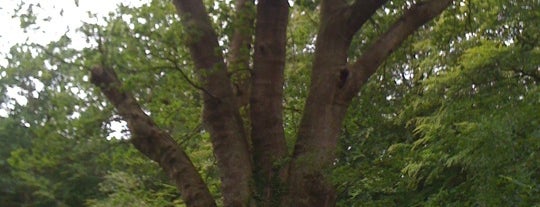 The Knightwood Oak is one of Lieux qui ont plu à Jon.