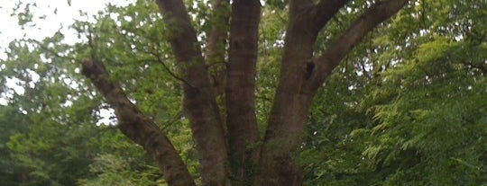 The Knightwood Oak is one of Jon : понравившиеся места.