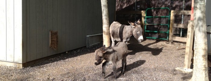 Children's Zoo is one of St. Louis Zoo Tour.