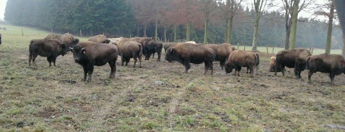 La Ferme des Bisons is one of Zoos et Parcs animaliers en Belgique.