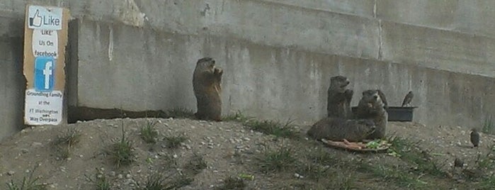 The Family of Groundhogs is one of thadd'ın Beğendiği Mekanlar.