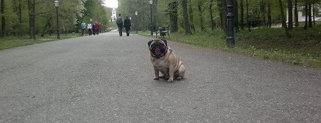 Park Maksimir is one of parkovi za šetanje pasa.