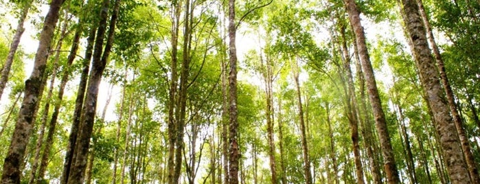 Kebun Raya Eka Karya Bedugul is one of Beautiful places to do an engagement photo in Bali.